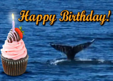 eCard - Whale of a Birthday
