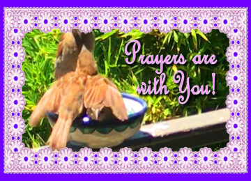 Baby Bird and Prayers