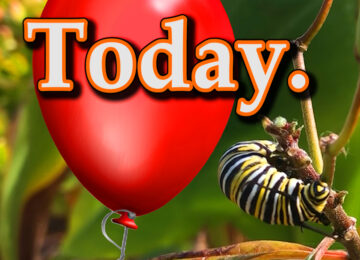 eCcard - Celebrate Today! Caterpillar to Butterfly