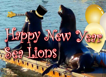 Happy New Year Sea Lions