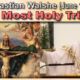 June 16, Fr. Sebastian - The Most Holy Trinity